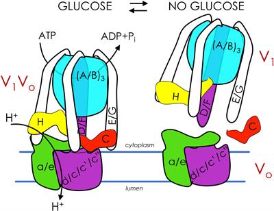Reciprocal Regulation of <mark class="highlighted">V-ATPase</mark> and Glycolytic Pathway Elements in Health and Disease